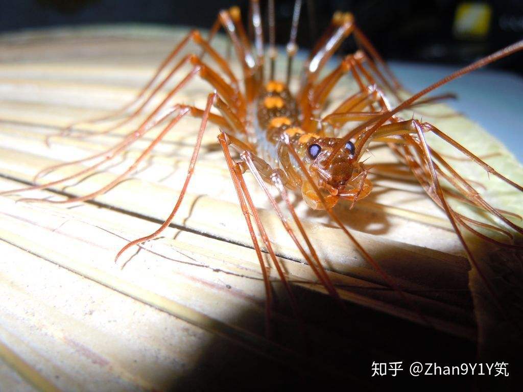 蚰蜒为什么不能踩死(蚰蜒为什么不能踩死土流)