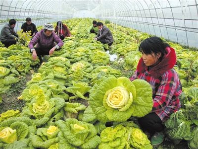 农村实用致富项目(农村实用致富项目有哪些)