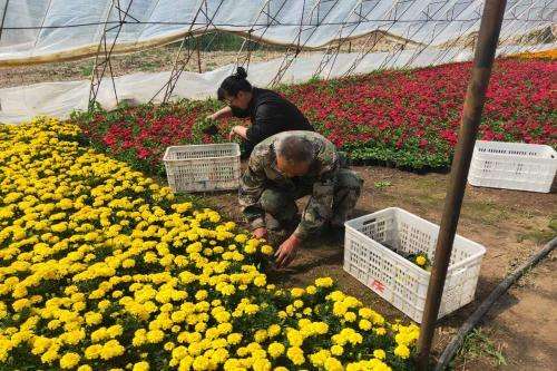 种植致富项目(室内种植致富项目)