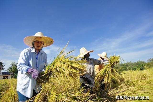 农民挣钱(农民挣钱不容易)