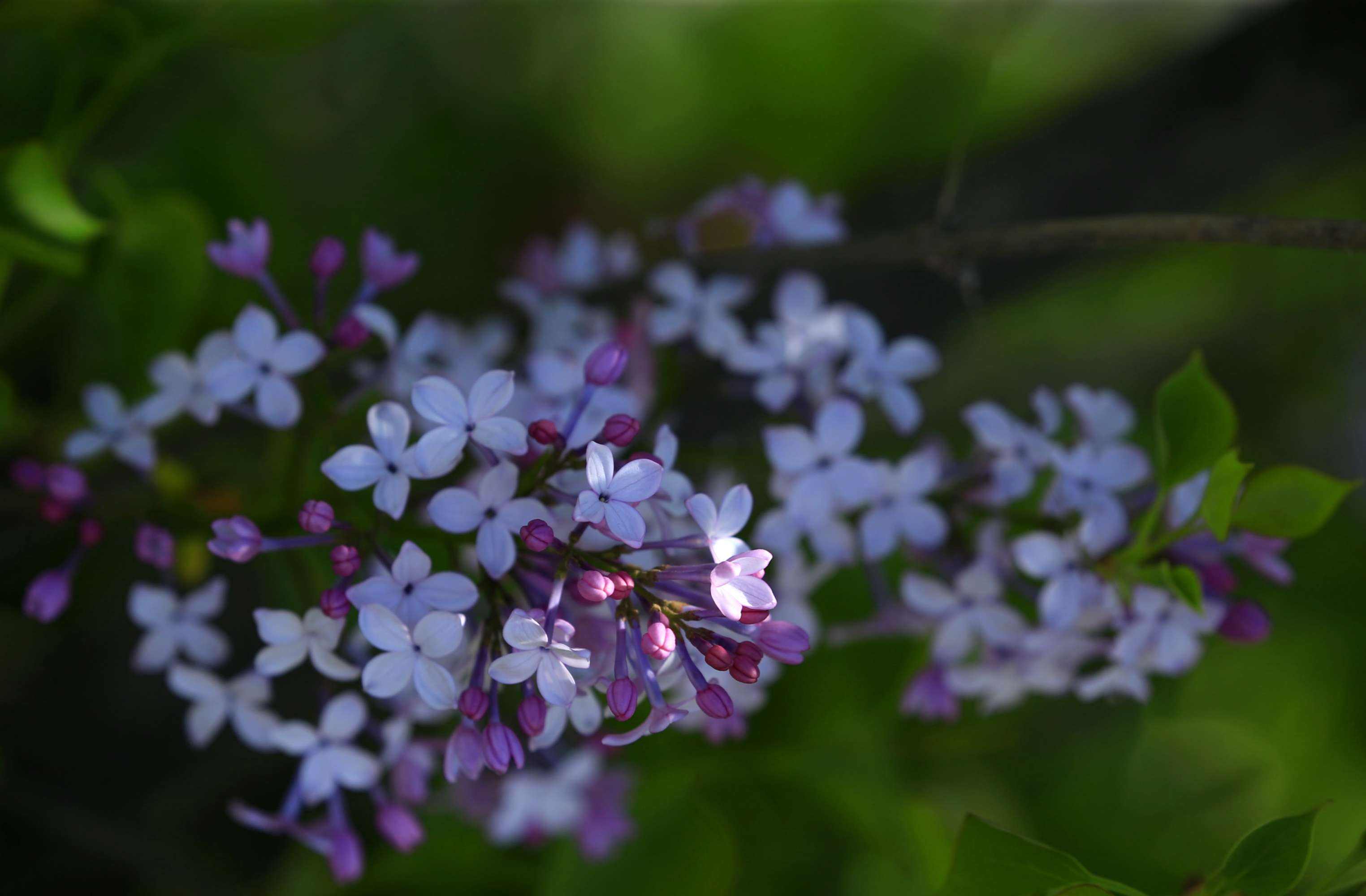 丁香花什么颜色(丁香花什么颜色月季花什么颜色)