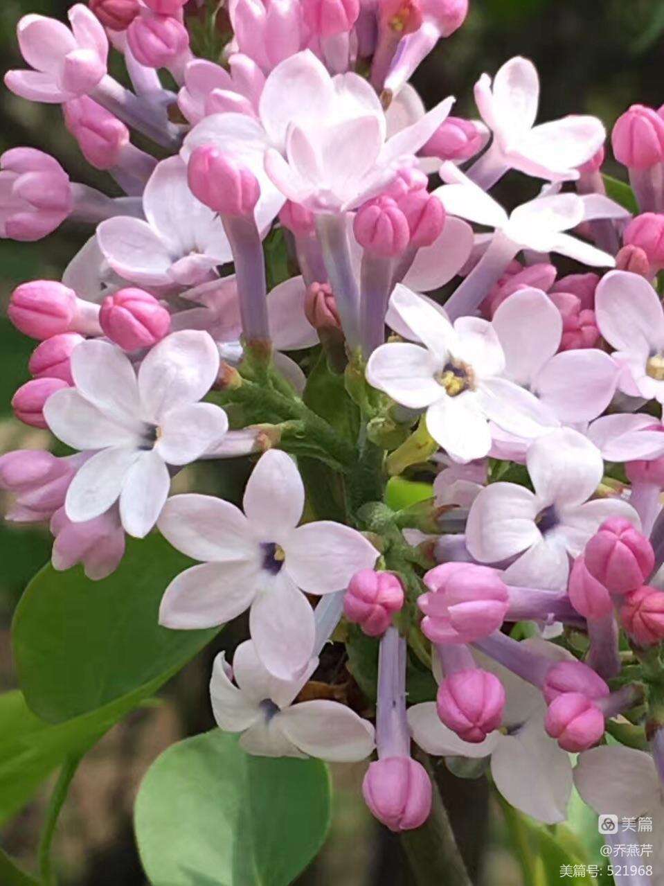 丁香花什么颜色(丁香花什么颜色月季花什么颜色)