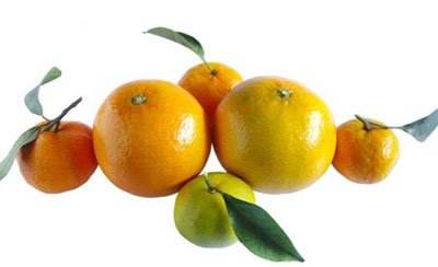 橘子的品种(橘子的品种及图片大全)