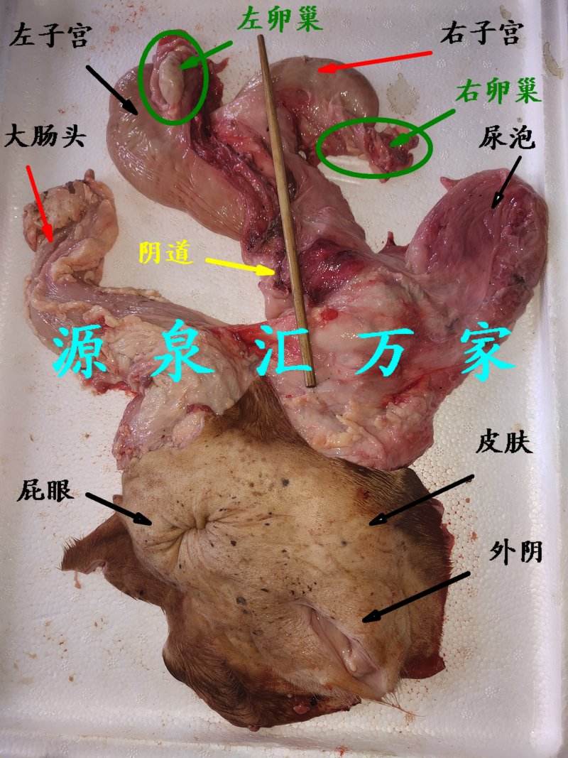 牛欢喜是牛的哪个部位(牛身上什么叫牛欢喜)