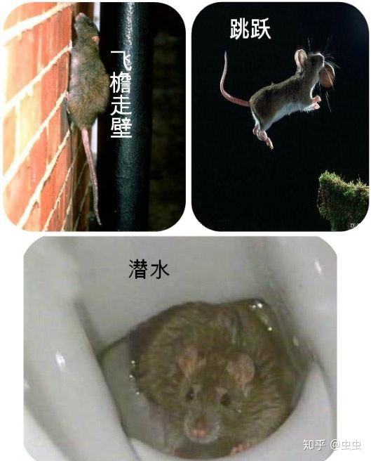 如何灭老鼠(除鼠)