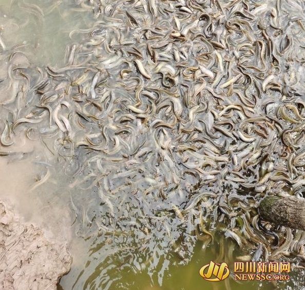 泥鳅养殖视频(泥鳅养殖视频全过程)